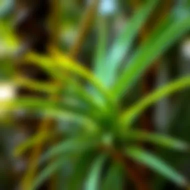 Buddha Palm Stick A close-up view of a Buddha palm stick with vibrant green leaves, showcasing its natural beauty and simplicity.
