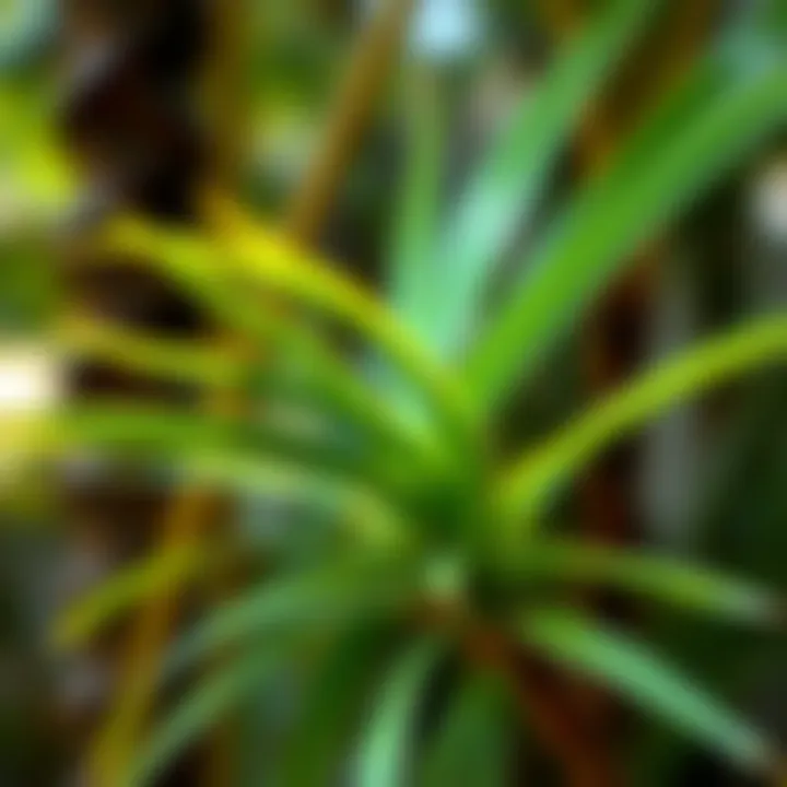 Buddha Palm Stick A close-up view of a Buddha palm stick with vibrant green leaves, showcasing its natural beauty and simplicity.