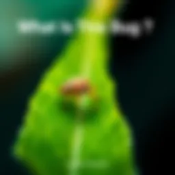 A detailed view of a small bug sitting on a green leaf, highlighting its features and colors.