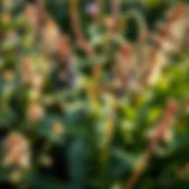 A garden scene showing candleberries and Great Mullein plants, highlighting the frustration of players in a Harvest Plants trial.