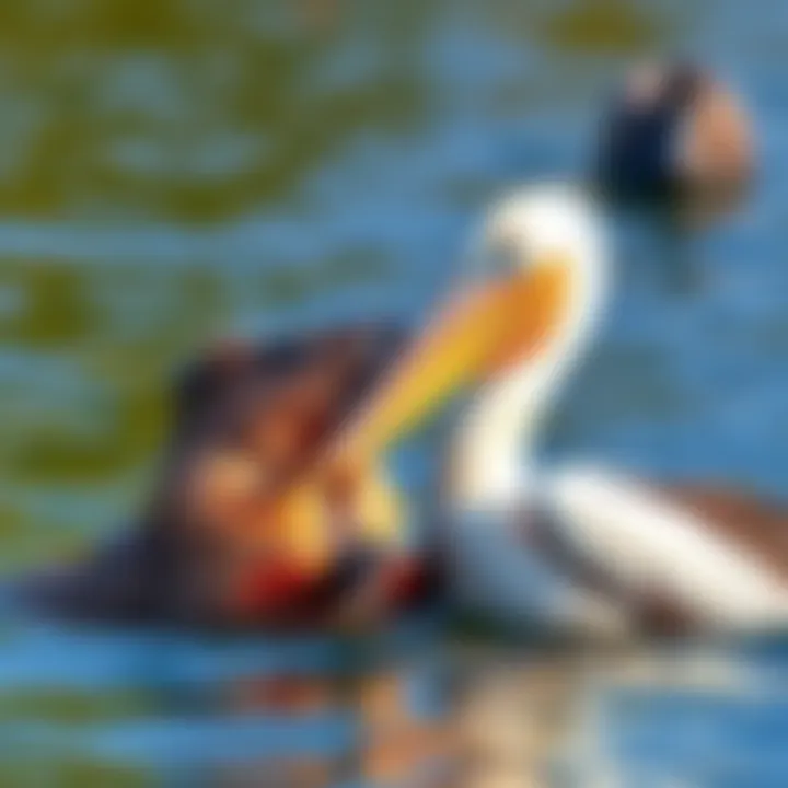 A capybara interacting with a pelican, showcasing a unique bond in their natural habitat.