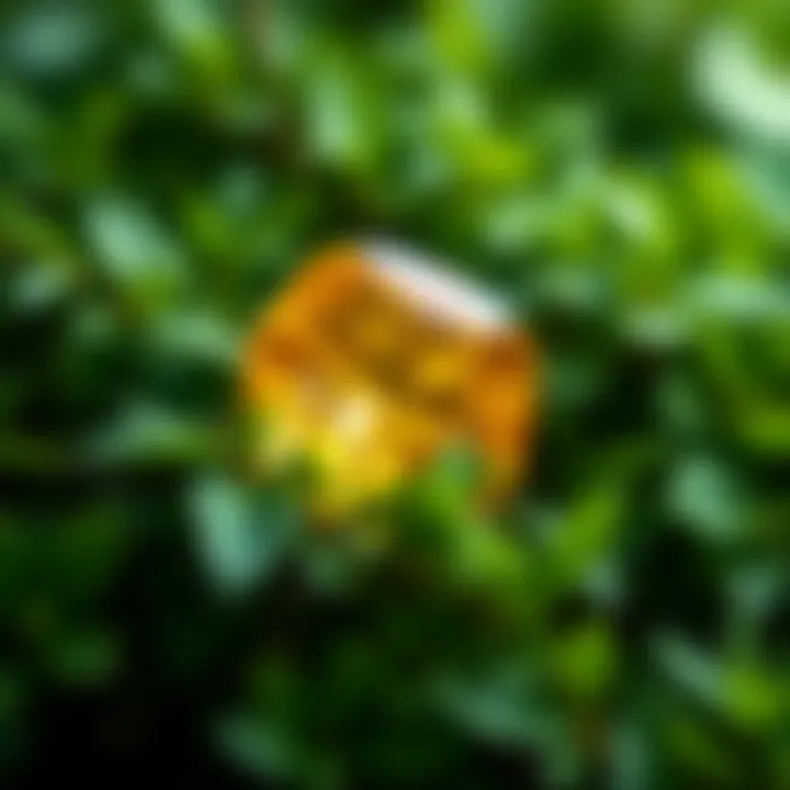 Close-up view of a vibrant Citrine gemstone surrounded by lush greenery, symbolizing nature's protection.