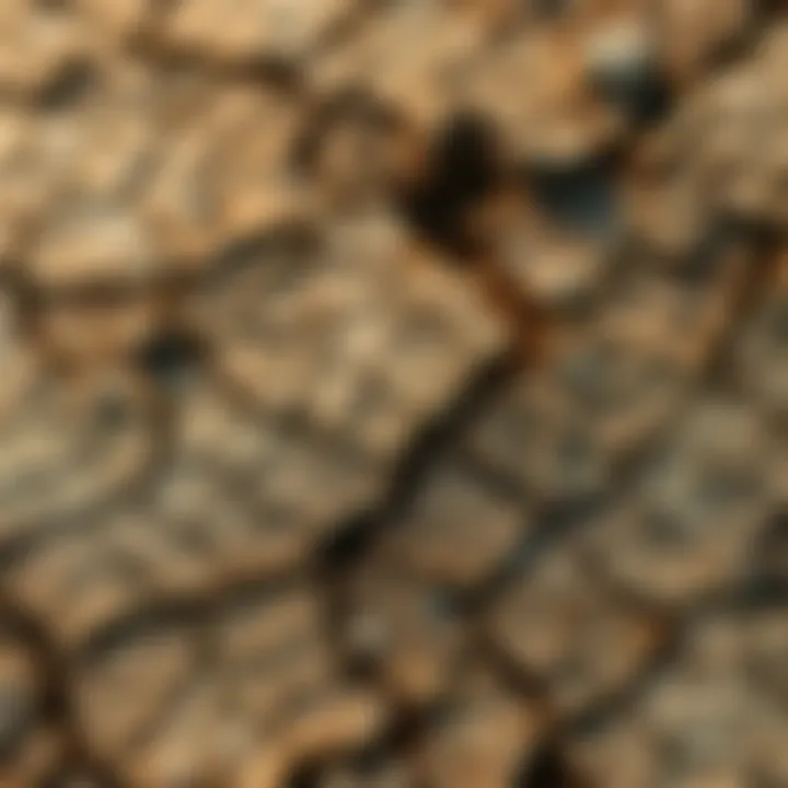 A close-up view of dry, cracked earth symbolizing severe damage and its impact on the environment.
