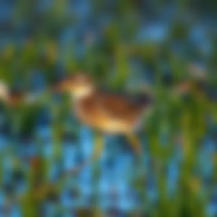 A Downy Crake walking through wetland grass, showcasing its brown feathers and distinctive beak