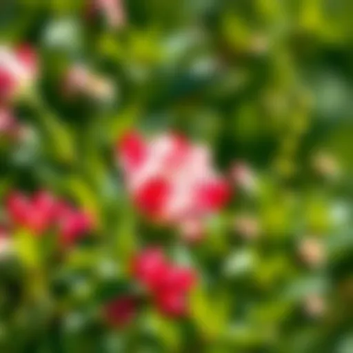 A vibrant flower surrounded by greenery, symbolizing love and connection.