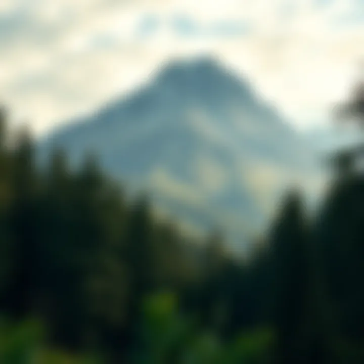 A forest with trees and greenery at the foot of a mountain, hinting at new developments.