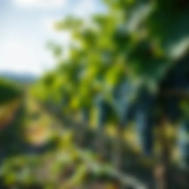 Grape Vineyard with Sustainable Practices A lush grape vineyard showcasing sustainable farming practices, featuring green vines and healthy grapes growing under clear skies.