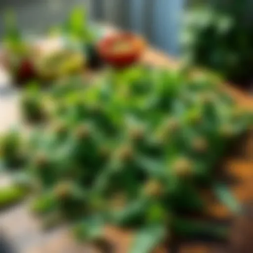 A collection of 420 Great Mulleins laid out on a wooden table with natural lighting, showcasing their green leaves and stems