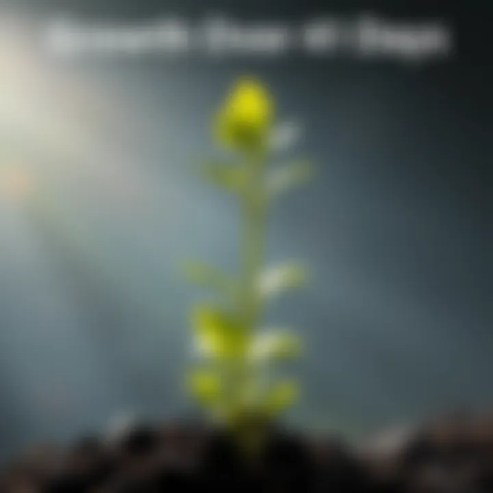 Growth Over 41 Days A plant growing steadily over 41 days, showing changes and progress in its leaves and height, symbolizing transformation and growth.