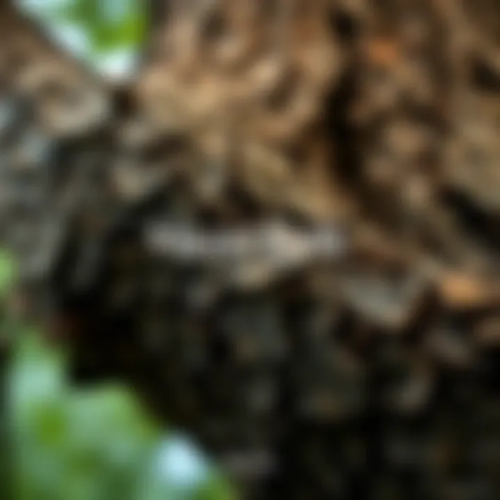 Close-up of Hazel tree bark showing its texture and patterns