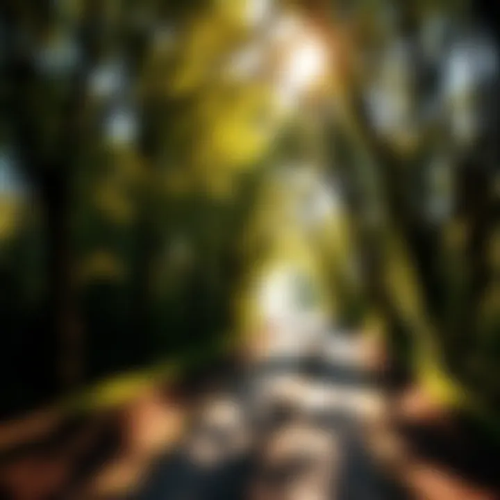 A journey through life A serene path surrounded by trees, symbolizing life's journey from beginning to end with sunlight filtering through the leaves.