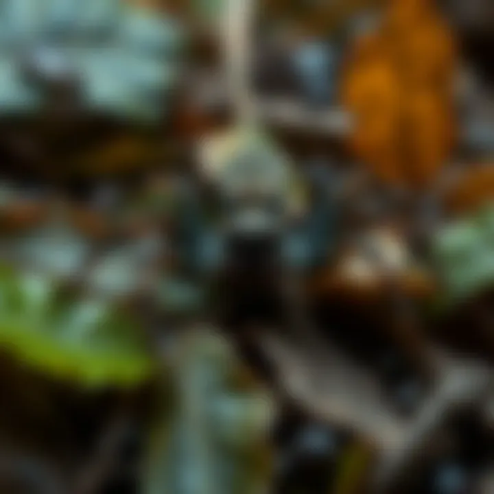 Eriovixia gryffindori camouflaged among dead leaves, blending seamlessly into its surroundings.