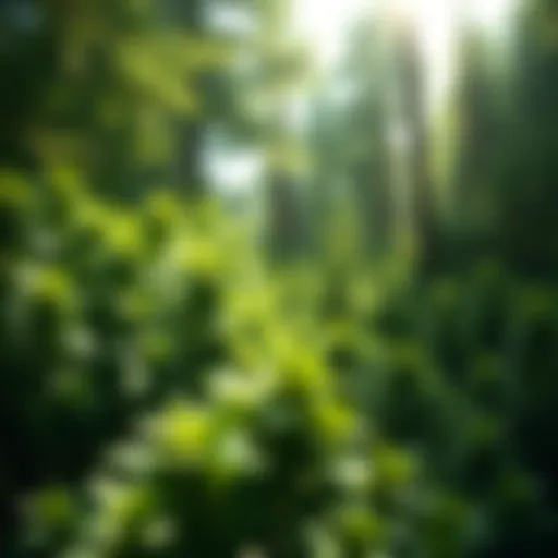 A forest scene showcasing mint plants and pine trees under bright sunlight, highlighting the refreshing green colors and inviting atmosphere.
