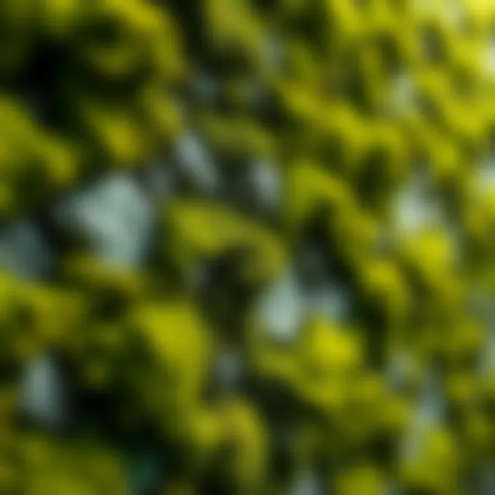 A detailed view of a moss wall feature in a custom map design, highlighting the vibrant greenery and textures