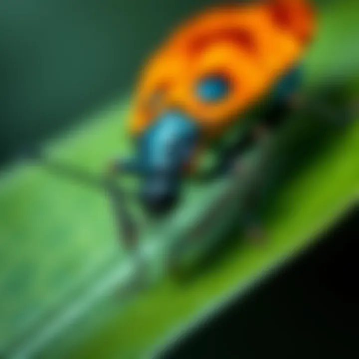 New Bug Discovery Close-up of a strange bug on a leaf, featuring unique colors and shapes, sparking curiosity among people about its implications.