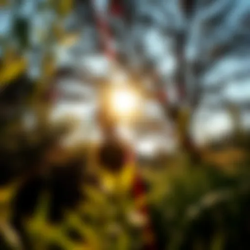 A person enjoying the warmth of sunlight in a natural setting, surrounded by trees and plants.