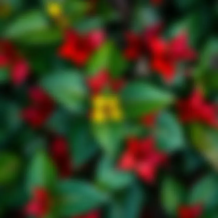 A close-up of a Poison Ivy plant with its distinct three-leaf clusters and green foliage.