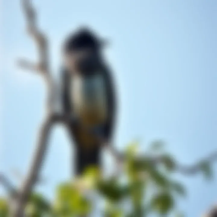 A rook sitting on a tree branch, observing its surroundings, symbolizing the debate over its fate