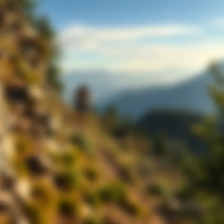 A runner tackling a steep, rugged trail surrounded by trees and mountains, showing determination and effort during a grueling run.