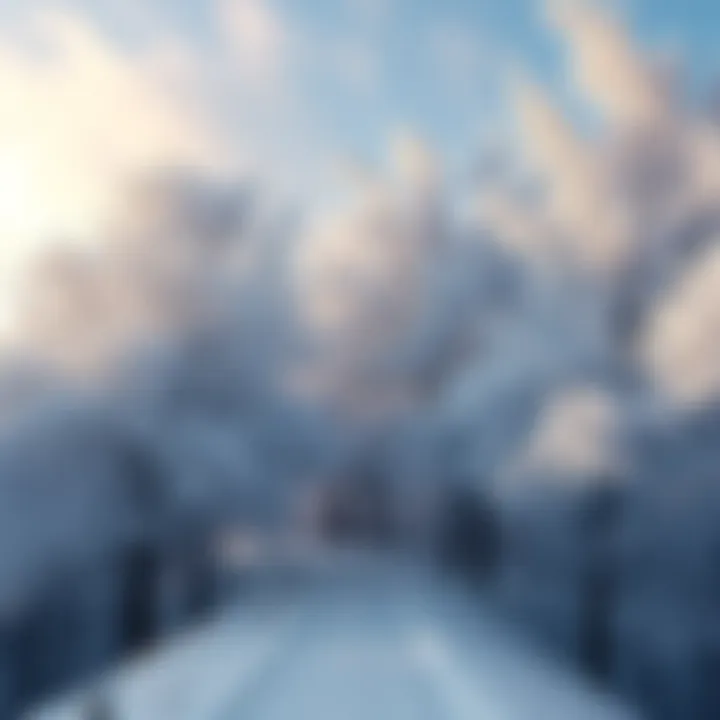 Ash trees covered in snow creating a beautiful winter scene