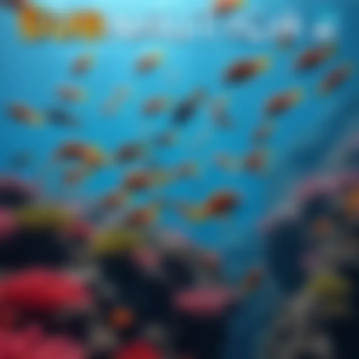 An underwater scene from Subnautica 2 showing colorful fish swimming peacefully around coral reefs, highlighting the theme of coexistence with the ecosystem.