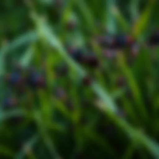 A dense cluster of ticks crawling over green grass, indicating a potential infestation