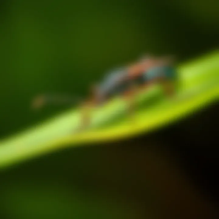A close-up of a strange bug on a green leaf, captivating people's attention.